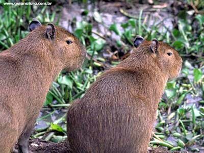 Capivaras