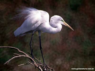 Gar�a-branca-grande