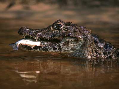 Jacaré comendo piranha