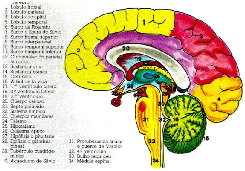 Cerebro